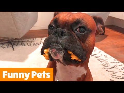 Funniest Cute Animals | Funny Pet Videos