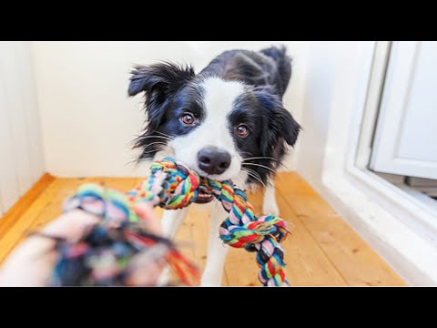 Funniest Dog and Cat Toy Reaction 🐶🐱[Funny Pets]