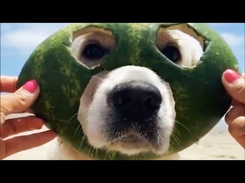 FUNNIEST DOGS Compilation EVER 🤣 [Funny Pets]