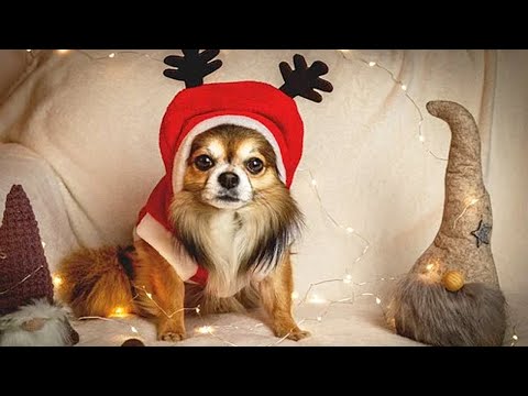 Funniest DOGS IN CHRISTMAS COSTUMES 2020 🎄 [Funny Pets]