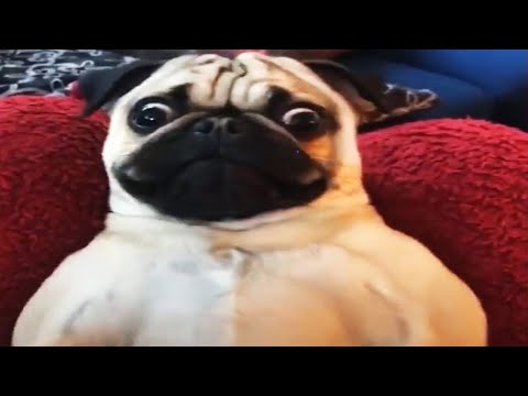 Funniest Dogs OF ALL TIME 😂🐾 [Funny Pets]