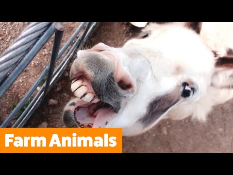 Funniest Farm Animals | Funny Pet Videos