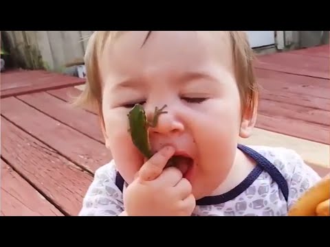 Funniest Moments Babies Meet Animals - Funny Animals Compilation 😂 [Funny Pets]
