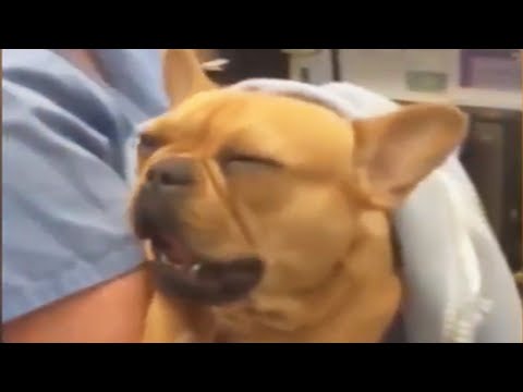 Funniest Reaction of Animals Go To The Vet 😂🐶🐱 (Part 2) [Funny Pets]