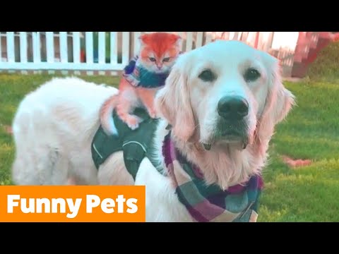 Funny Adorable Animals | Funny Pet Videos