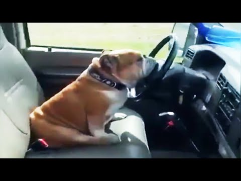 Funny and Cute Animals on Tik Tok - Funny Animals Compilation 😂  [Funny Pets]
