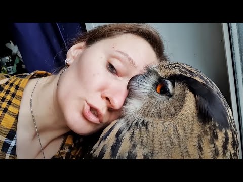 Funny and Cute Owls 🦉 (Part 2) [Funny Pets]