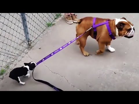 Funny and Cute Puppies Compilation - Try Not to Laugh Challenge 😂 [Funny Pets]