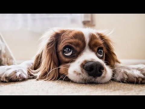 Funny and Cute Puppies Compilation (Part 2) [Funny Pets]