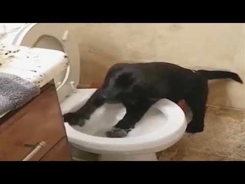 Funny Annoying and Troublemaking Animals 🙀🐶 [Funny Pets]