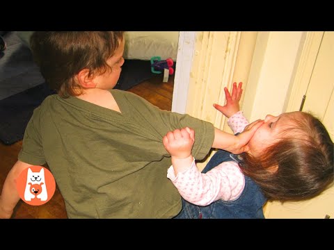 Funny Baby Sibling RIVALRY Compilation 💥 Bebé Divertido Peleas con Hermanos || Funny Pets