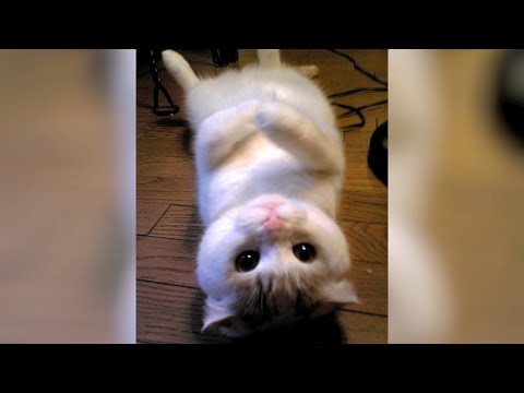 Funny CATS & DOGS will CURE YOUR BAD MOOD