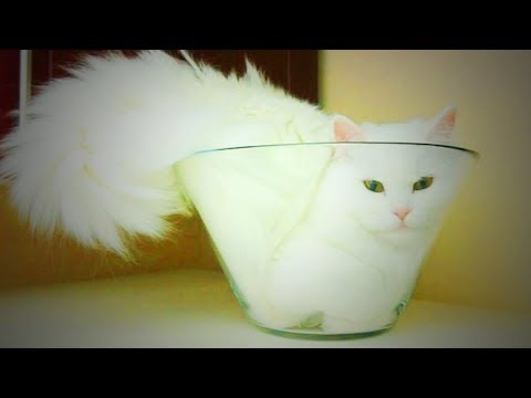 Funny Crazy Cats  🐱😍 Cute Cats Playing (Full) [Funny Pets]