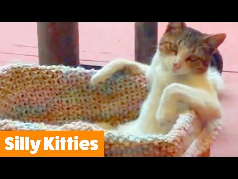 Funny Cute Cats | Funny Pet Videos
