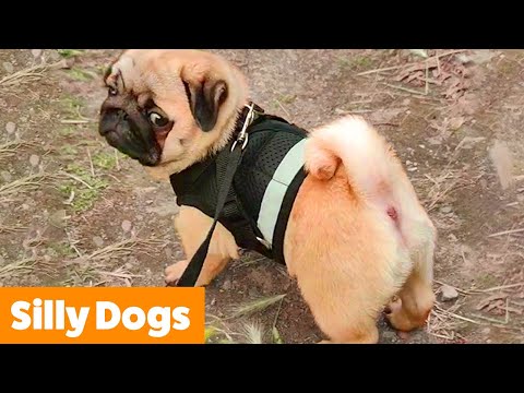 Funny Cute Dogs | Funny Pet Videos