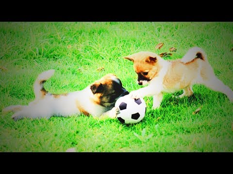 Funny Cute Pets 🐶😂Cute Pets Playing (Full) [Funny Pets]