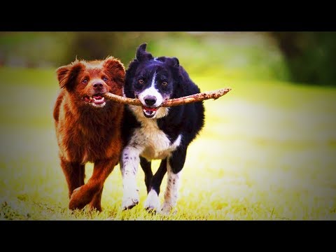 Funny Cute Puppies 🐶😂 Cute and Funny Dogs (Full) [Funny Pets]