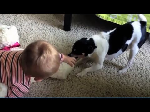 Funny Dog & Cat Toy Reaction - Dog and Cat Reaction to Toy 😂 [Funny Pets]
