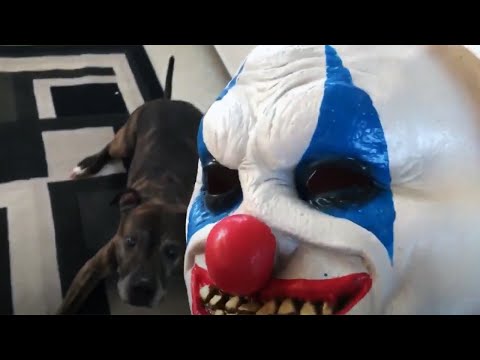 Funny Dogs Get Pranked with Scary and Funny Halloween Costumes 👻🎃😂 [Funny Pets]