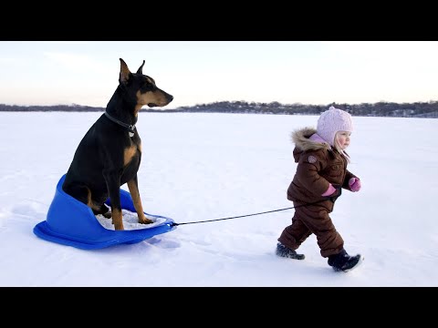 Funny DOGS having fun on snow and sleds