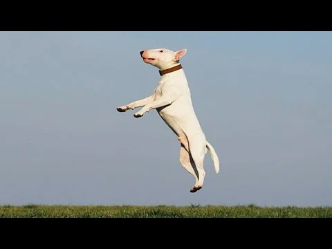 Funny Dogs of TikTok Compilation 😂 [Funny Pets]