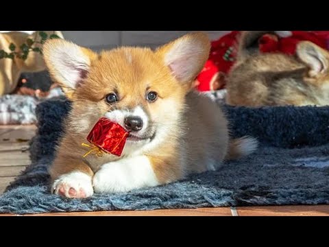 Funny Dogs Opening Christmas Presents 🤩 [Funny Pets]