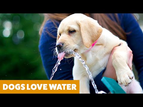 Funny Dogs Videos! | Funny Pet Videos