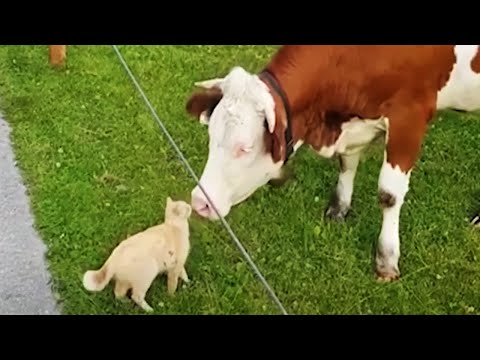 Funny Domestic and Wild Animals 🙉😂 [Funny Pets]