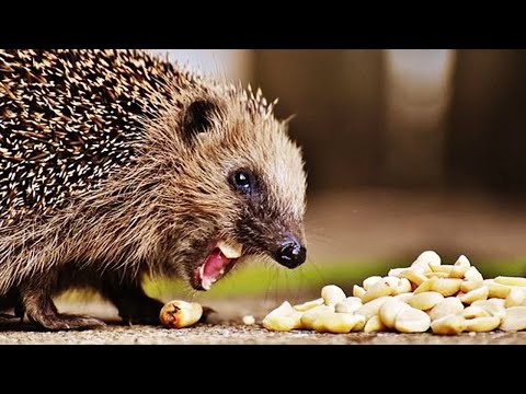 Funny Hedgehog Compilation 😅 [Funny Pets]
