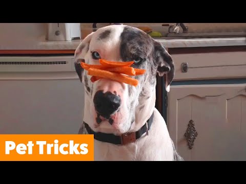 Funny Pets Doing Tricks | Funny Pet Videos