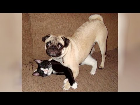 Funny PUGS and CATS - Weir combination for ULTRA LAUGHS!