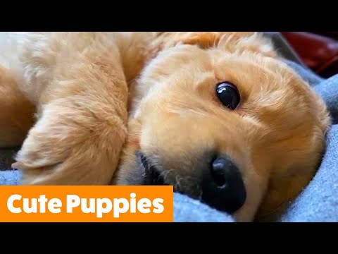 Funny Puppy Bloopers & Reactions | Funny Pet Videos