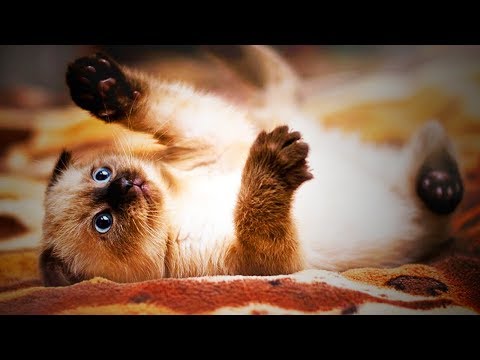 Funny Siamese Cats Playing 🐱😂 Cute Siamese Cats (Full) [Funny Pets]