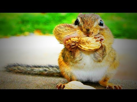 Funny Squirrels 😂😍 Cute Squirrels Playing (Full) [Funny Pets]