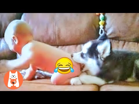 FUNNY VIDEO ★ Los bebés son los divertidos acosadores de perros