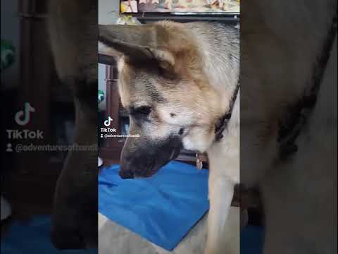 German Shepherd Tries To Play Catch With Baby #shorts