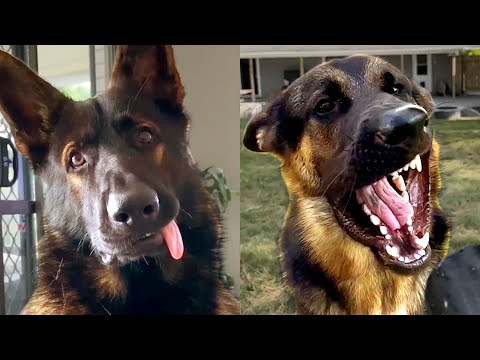 German Shepherds Are Hilariously Cute | Funny Pet Videos