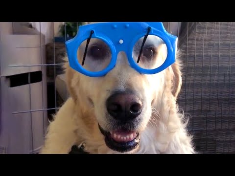 Golden Retriever Wears Wiper Glasses | Funny Pet Videos