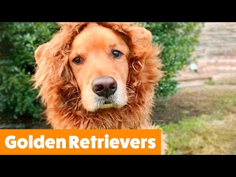 Golden Retrievers Reactions & Bloopers | Funny Pet Videos