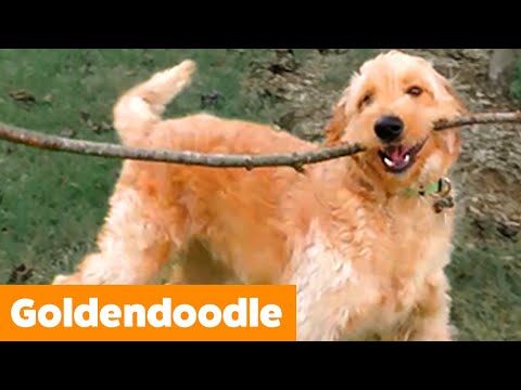 Goldendoodle Reaction & Bloopers | Funny Pet Videos