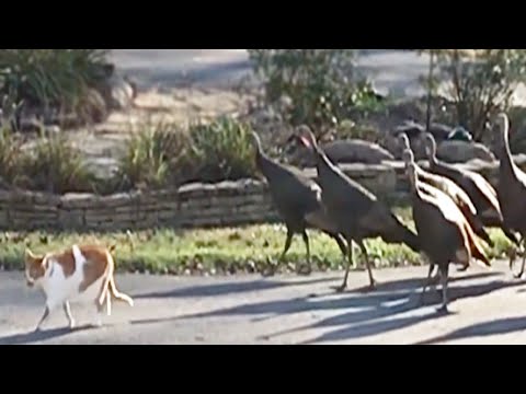 Happy Thanksgiving 🦃- Fun and Fails [Funny Pets]