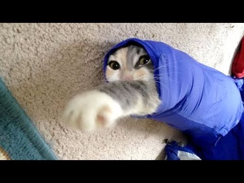 Hilarious CATS that will BRIGHTEN YOUR DAY