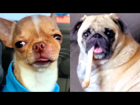 Hilarious Derpy Dog | Funny Pet Videos