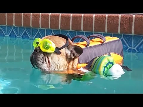 Hilarious Dogs🐶 - Funny Dog Video Compilation [Funny Pets]