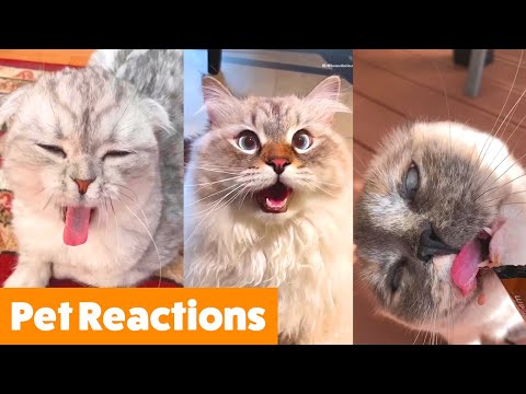 Hilarious Pet Reactions | Funny Pet Videos