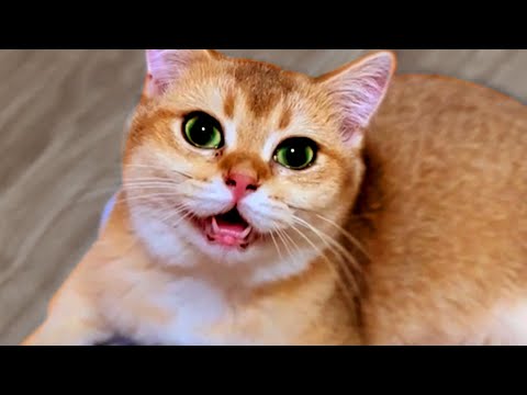 Hilariously Cute Cats | Funny Pet Videos