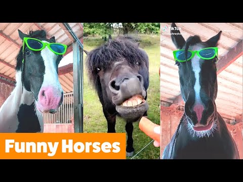 Horse Bloopers and More | Funny Pet Videos