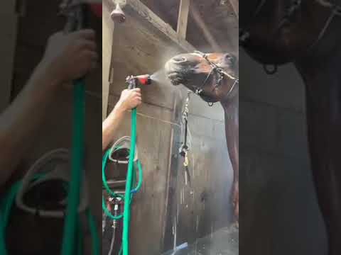 Horse Drinks Water From Hose #shorts