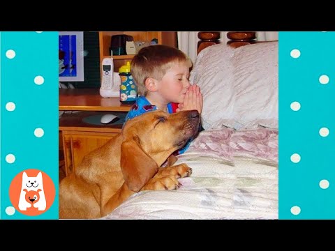 Increíble ! Perros inteligentes rezando antes de comer AMEN ★ Video de mascotas divertidas
