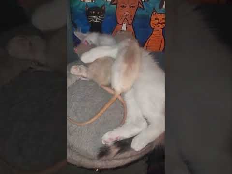Kitten Plays With Two Rats #shorts